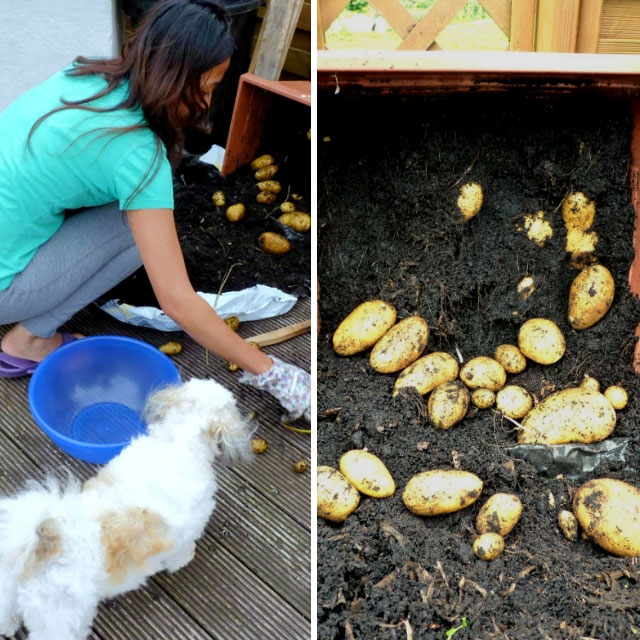 Harvesting potatoes in a pot.