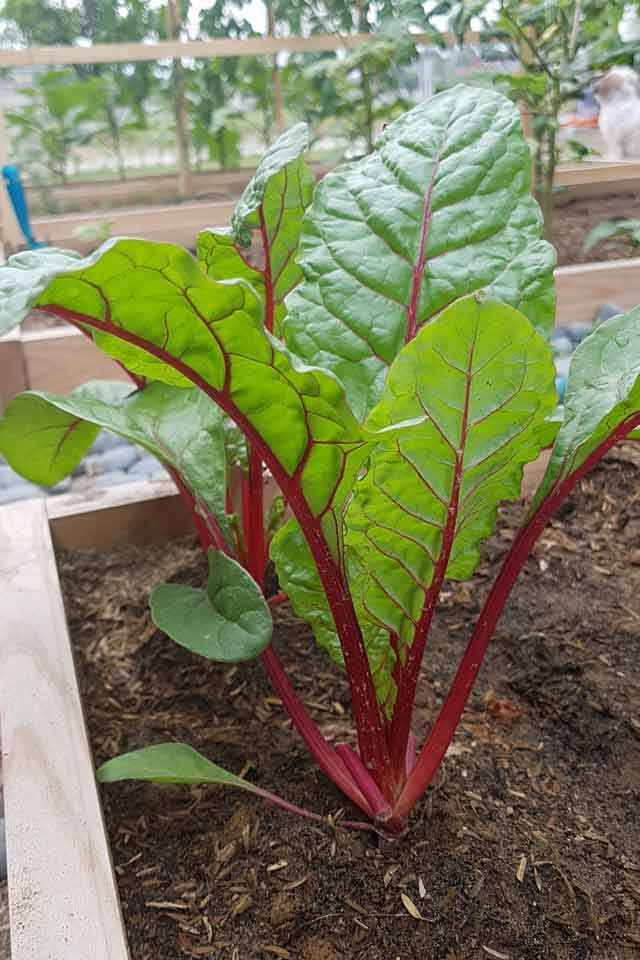 Swiss Chard planted in my Philippine garden